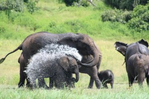 Elephants Cooling Off Chobe River